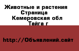  Животные и растения - Страница 4 . Кемеровская обл.,Тайга г.